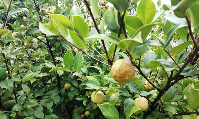 油茶树种植时间（油茶树的种植方法和技术）