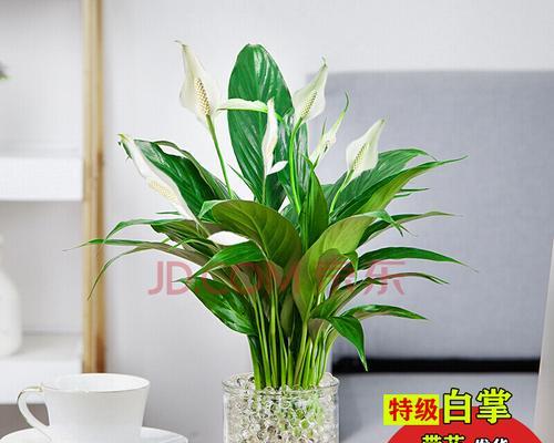 白掌花怎么养（盆栽白掌的养护小妙招）