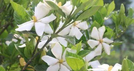 栀子花开的季节是几月（栀子花观赏时间）