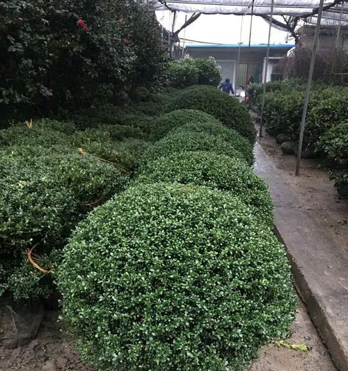 龟甲冬青球耐寒吗（龟甲冬青球盆栽养殖方法）