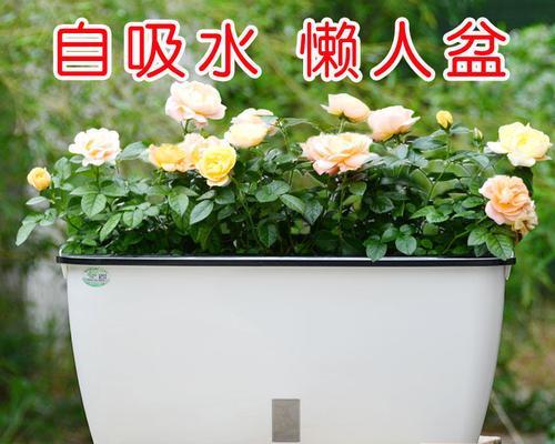 花盆种菜怎样种才长的好（阳台种菜方法全过程）