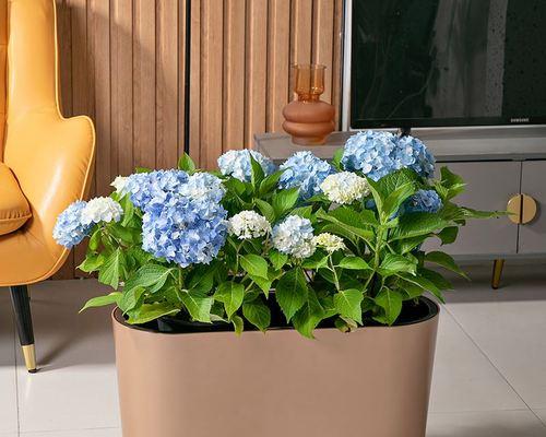 花盆种菜怎样种才长的好（阳台种菜方法全过程）