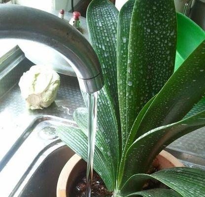 君子兰浇水的正确方法（君子兰浇水注意事项）