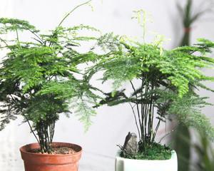 文竹怎样水培（水培文竹的养殖方法）