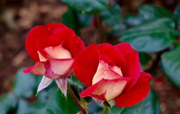 月季花是什么颜色的（有关月季花的特点介绍）