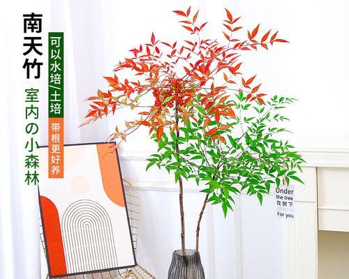 南天竹盆景养殖方法（南天竹盆景的修剪）
