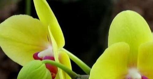蝴蝶兰花的养殖方法和注意事项（打造美丽花园的秘诀）