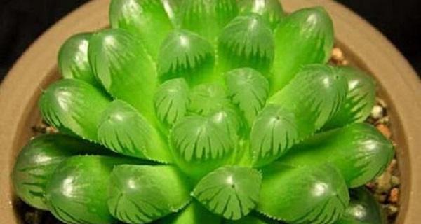 玉露多肉植物怎么养（玉露的种植方法和注意事项）