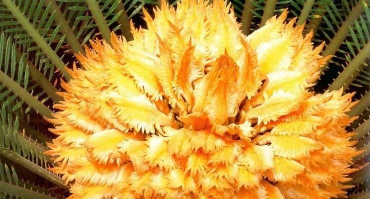 铁树开花的奇迹（探寻铁树开花之谜）