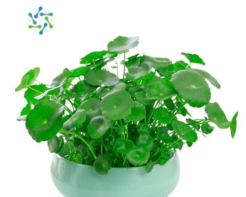 铜钱草的寓意和象征意义（财富与好运的象征——铜钱草）