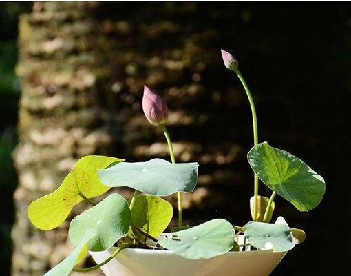 碗莲花语揭示的深刻含义（探究碗莲的花语与象征）