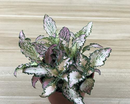 网纹草的花语（传递温暖与希望的花朵）