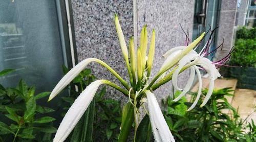 探寻文殊兰的花语之美（揭秘文殊兰的神秘语言）