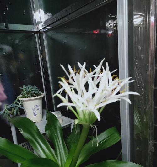文殊兰花的花语及意义（探寻文殊兰花与人生的深刻寓意）