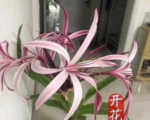 文殊兰花的花语及意义（探寻文殊兰花与人生的深刻寓意）