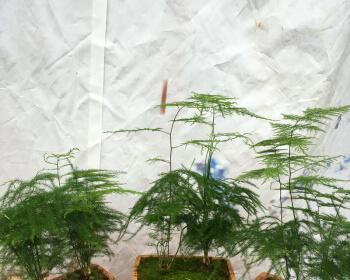 文竹的风水及寓意（探索文竹的风水意义和象征寓意）