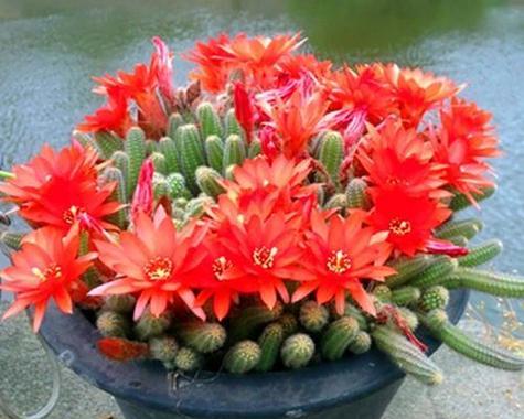 仙人掌花语与寓意解读（探索仙人掌花语的奥秘）