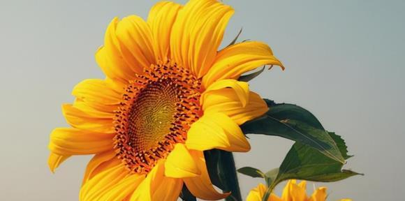 向日葵的寓意和花语（告诉你向日葵代表的含义及传递的情感）