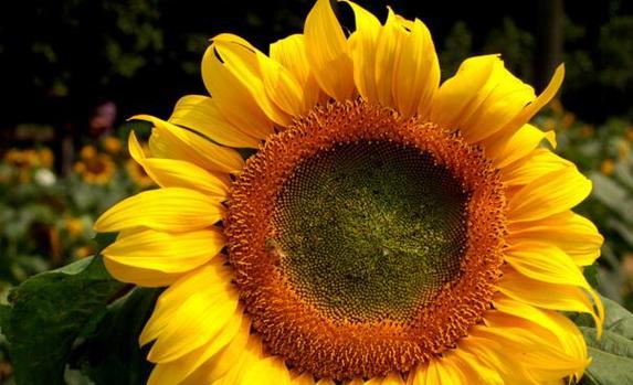 向日葵的寓意——阳光、希望与坚持（花中的太阳）