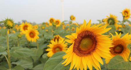 向日葵（揭示向日葵寓意的深刻内涵）