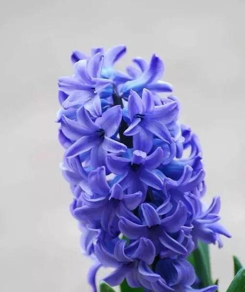 拥抱幸运之花，让好运永远伴随你（花朵中的幸福魔法）