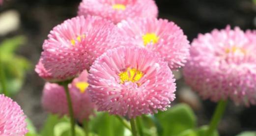 小雏菊的花语——坚持与希望（揭示小雏菊的花语）