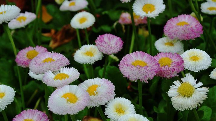 小雏菊花语之不同颜色的含义（探索小雏菊花语的丰富多彩）