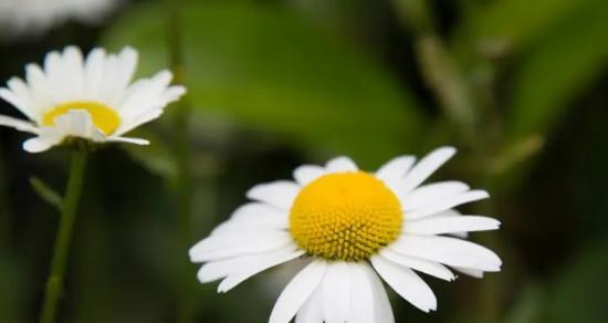 小邹菊的花语与意义（探寻小邹菊花语的奥秘）