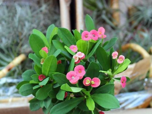 以笑靥花为主题的花语——快乐与开朗（用微笑迎接世界的花朵）