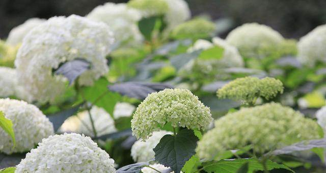 绣球花的花语及意义（绣球花的象征和传统文化背景）
