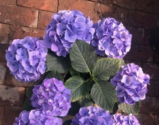 绣球的寓意与象征——花开花落，生命的轮回（百合花的纯洁与魅力）