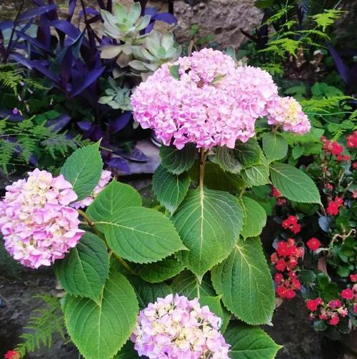 绣球花的寓意及象征意义（探寻绣球花的文化内涵与象征符号）