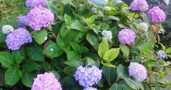 绣球花的花语与寓意（探秘绣球花的美丽与意义）