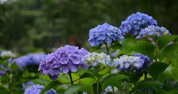 绣球花的花语及其象征意义（了解绣球花的花语）