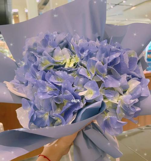 绣球花的花语——代表纯洁与希望的象征（揭秘绣球花的花语及其象征意义）