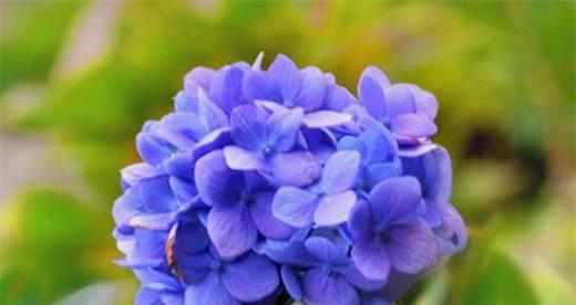 绣球花花语和寓意大揭秘（绽放的爱情之花）