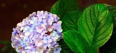 绣球花花语的象征与寓意（探寻绣球花的秘密）