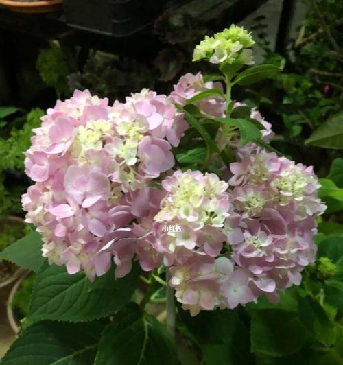 绣球花的花语和寓意（了解绣球花的花语）