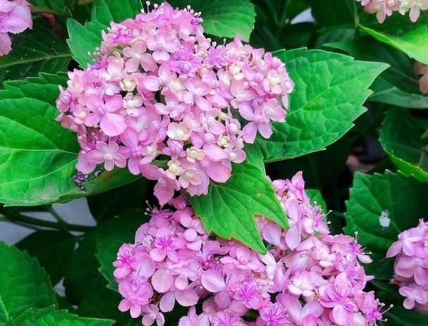 绣球花语之美——花开如画，情意绵绵（解读绣球花的寓意与象征）