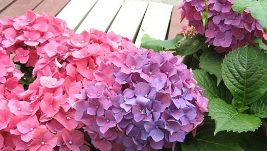 绣球花语之美——花开如画，情意绵绵（解读绣球花的寓意与象征）