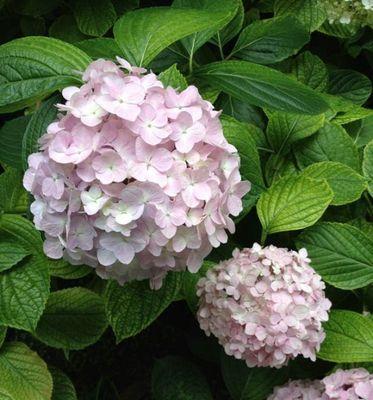 绣球花语之美——花开如画，情意绵绵（解读绣球花的寓意与象征）