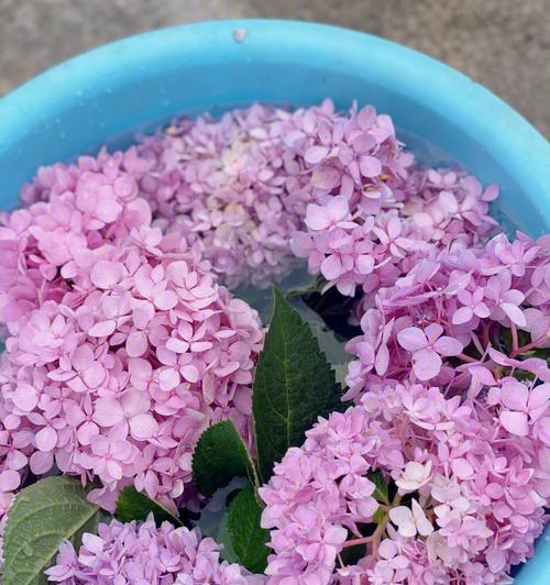 绣球花的花语与象征意义（探寻绣球花背后的深意）