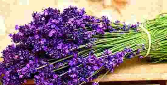 薰衣草的象征意义与作用（一朵紫色的花）