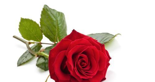 红玫瑰的象征意义（红玫瑰代表爱情的崇高与热烈）