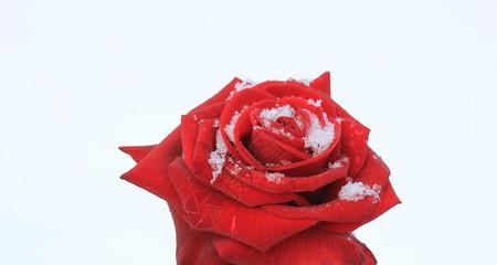 红玫瑰的象征意义（红玫瑰代表爱情的崇高与热烈）