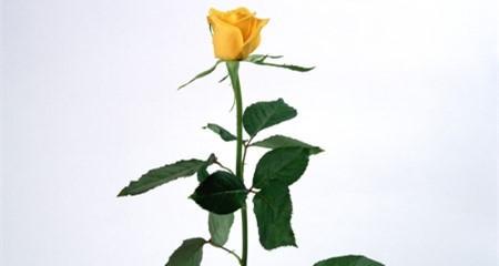 黄玫瑰的象征意义与传说（揭开黄玫瑰的秘密）