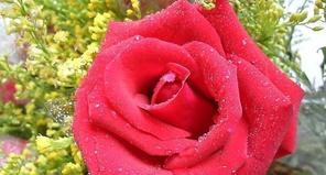 一朵玫瑰花的花语（探寻玫瑰花的浪漫与深情）