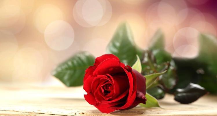 玫瑰花的象征意义及其深远影响（揭示玫瑰花的浪漫）