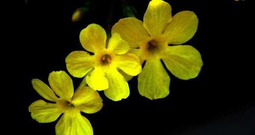 迎春花（迎春花花语及寓意的深入解读）