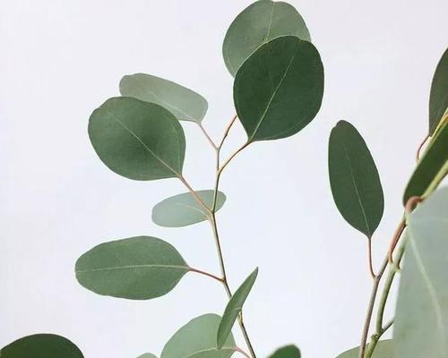 尤加利的花语与寓意——一叶清香，百草凋零（尤加利的花语）